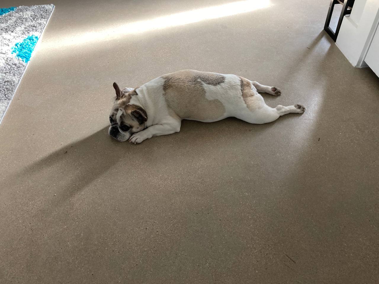 Let sleeping dogs lie, especially french bulldogs 